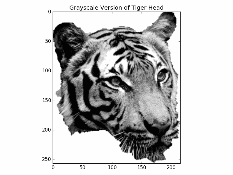 Grayscale tiger head