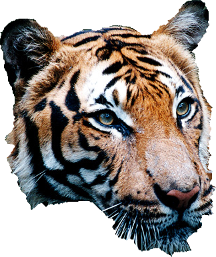 Tiger Head Original